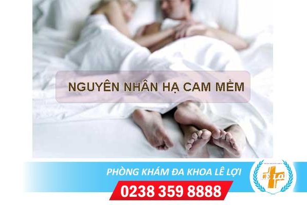 Nguyên nhân hạ cam mềm do đâu?